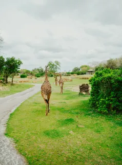 Best tours and travel agency